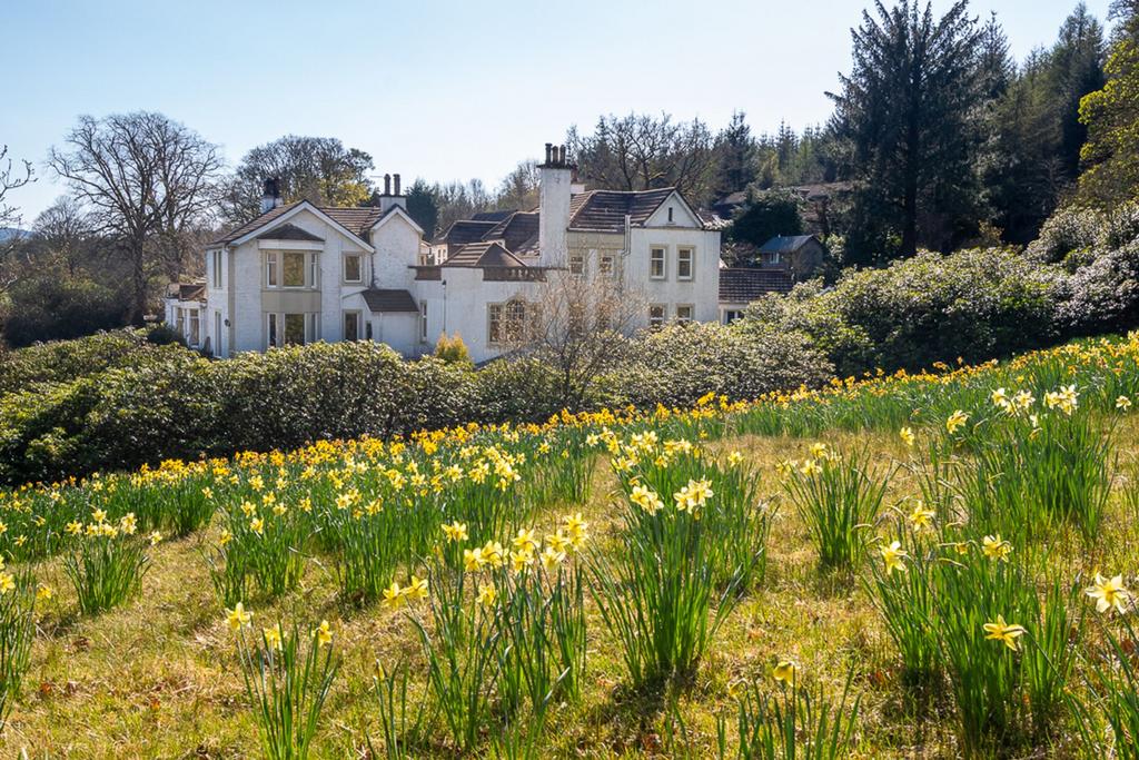 Daffodil meadow