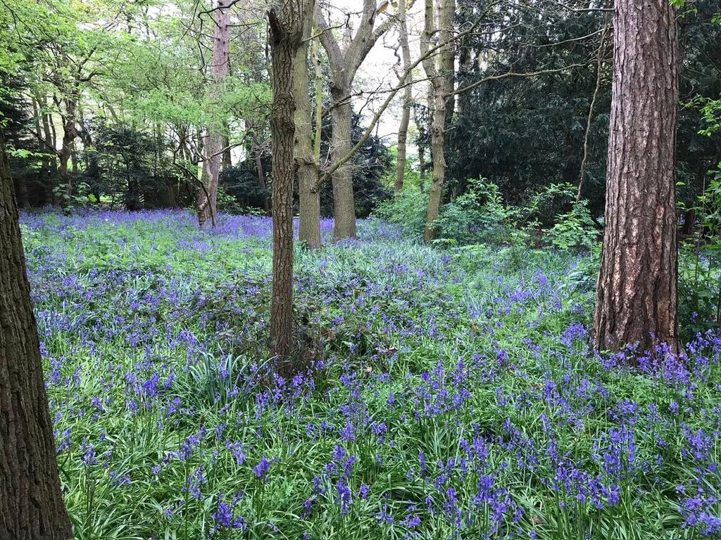 Woodland
