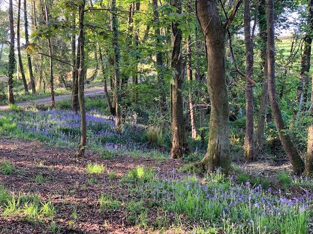 Woodland