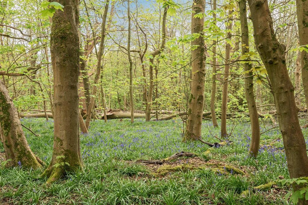 Woodland