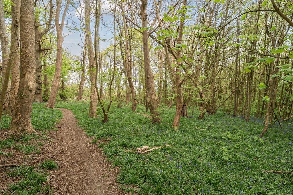 Woodland