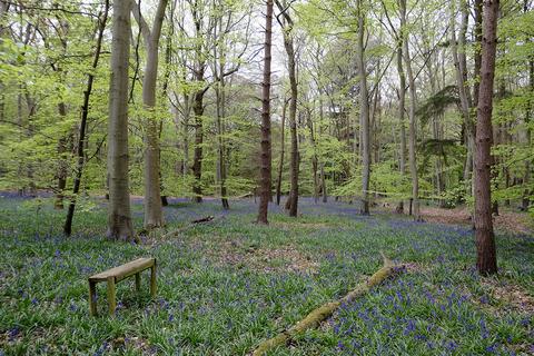 Woodland for sale, Witham Road, Witham CM8