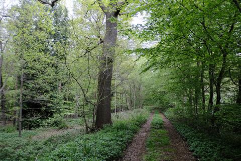 Woodland for sale, Witham Road, Witham CM8