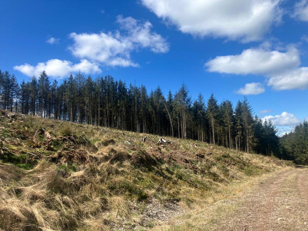 Lot 3 - Woodland