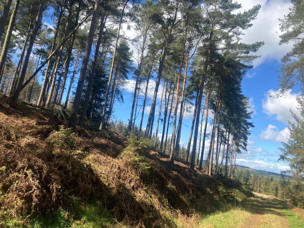 Lot 3 - Woodland