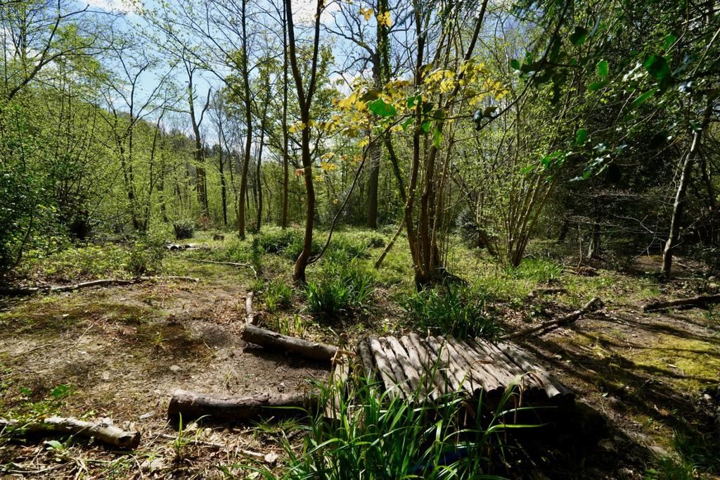 Woodland Walk