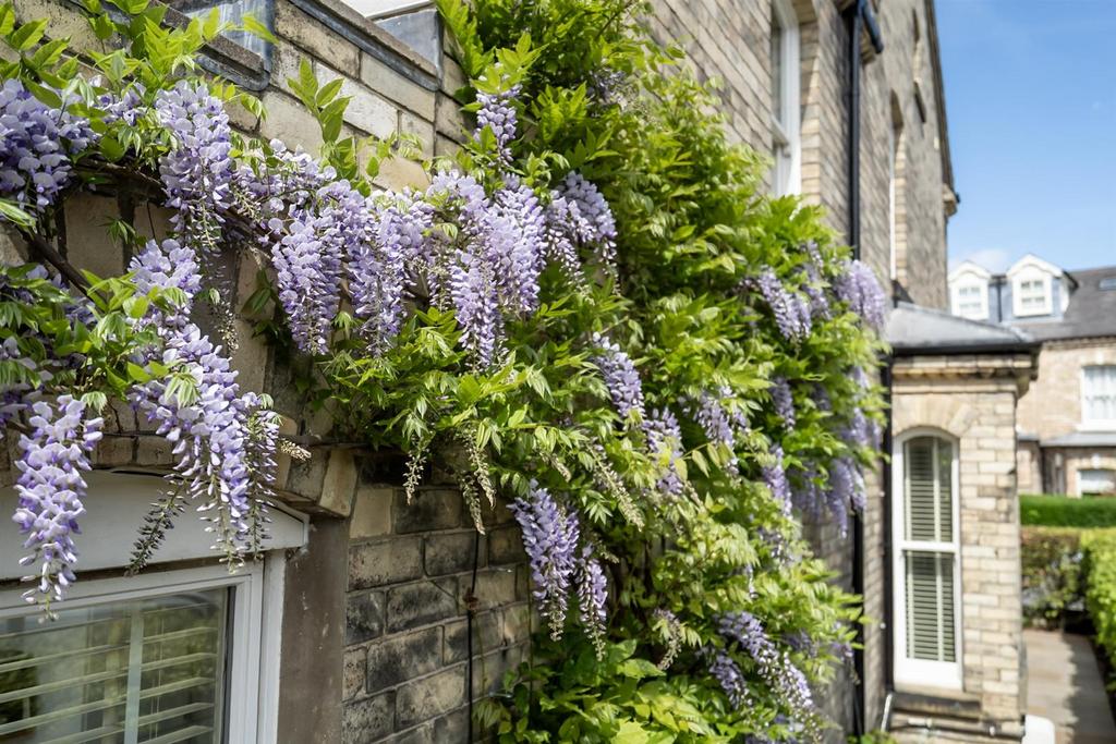 Wisteria