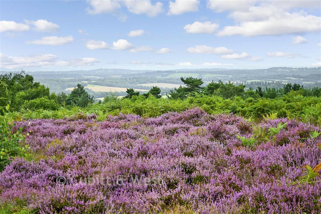 Surrounding Area - Ashdown Forest