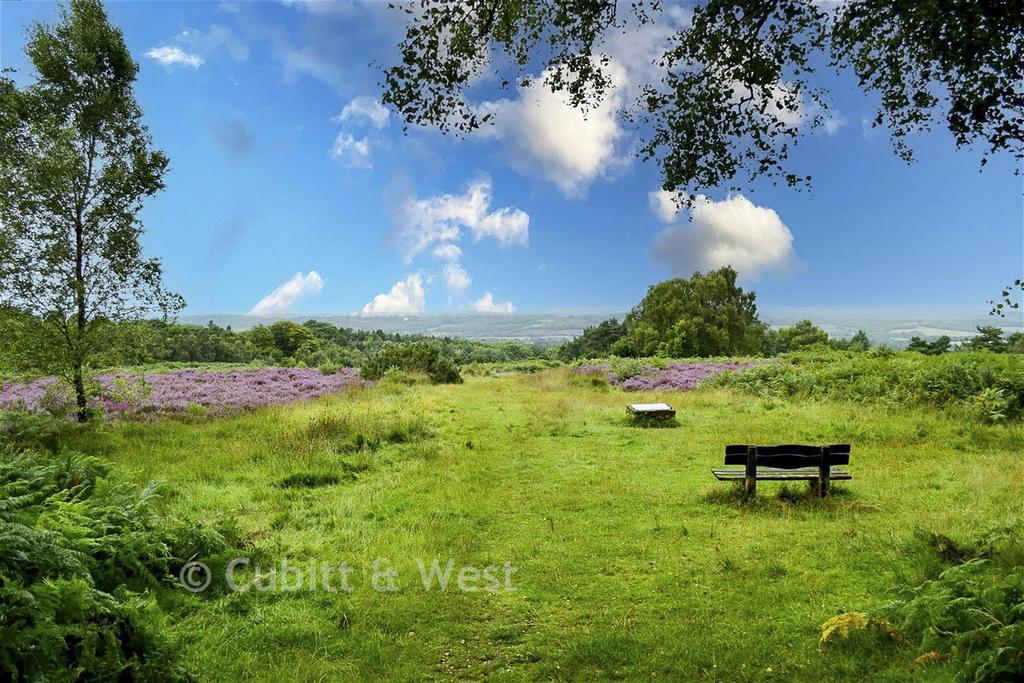 Surround Area - Ashdown Forest