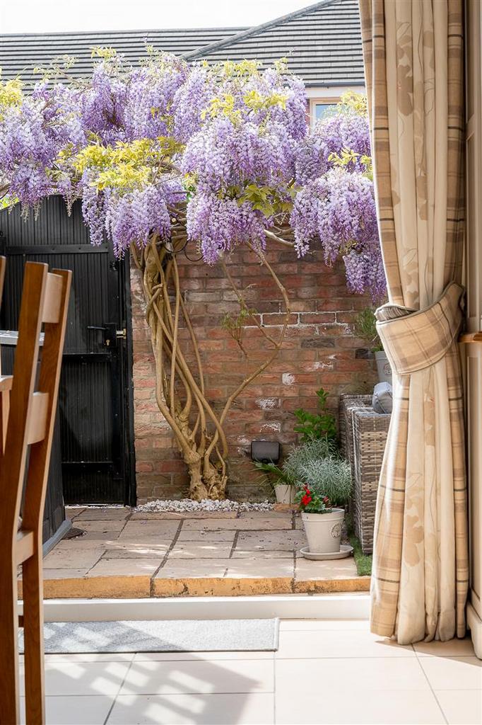 Wisteria