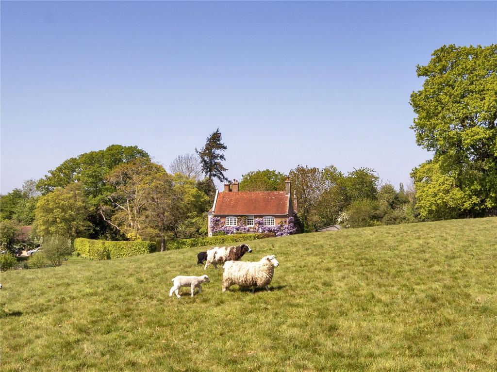 Sheep View