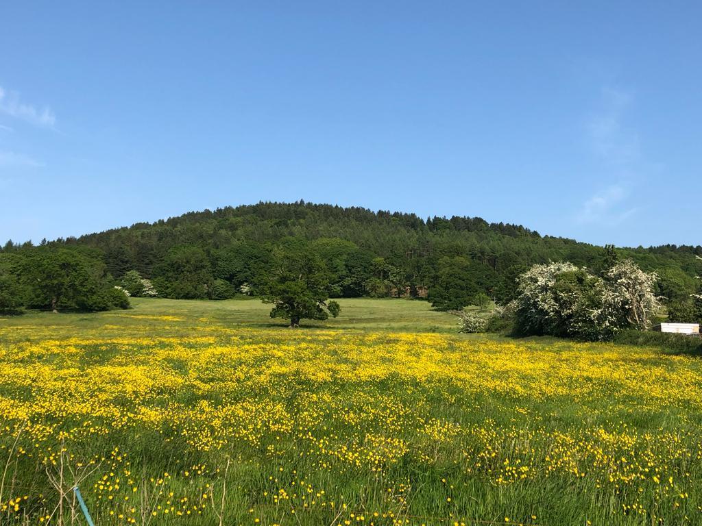 Image1 (1).jpeg