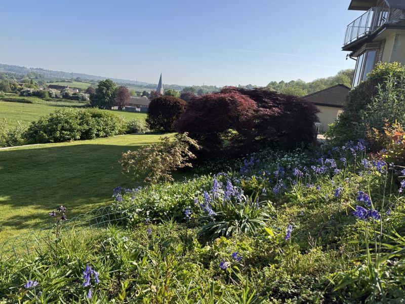 Bluebells