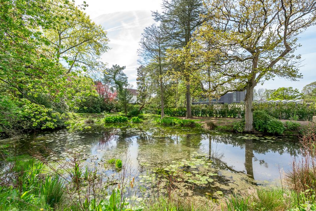 Pond