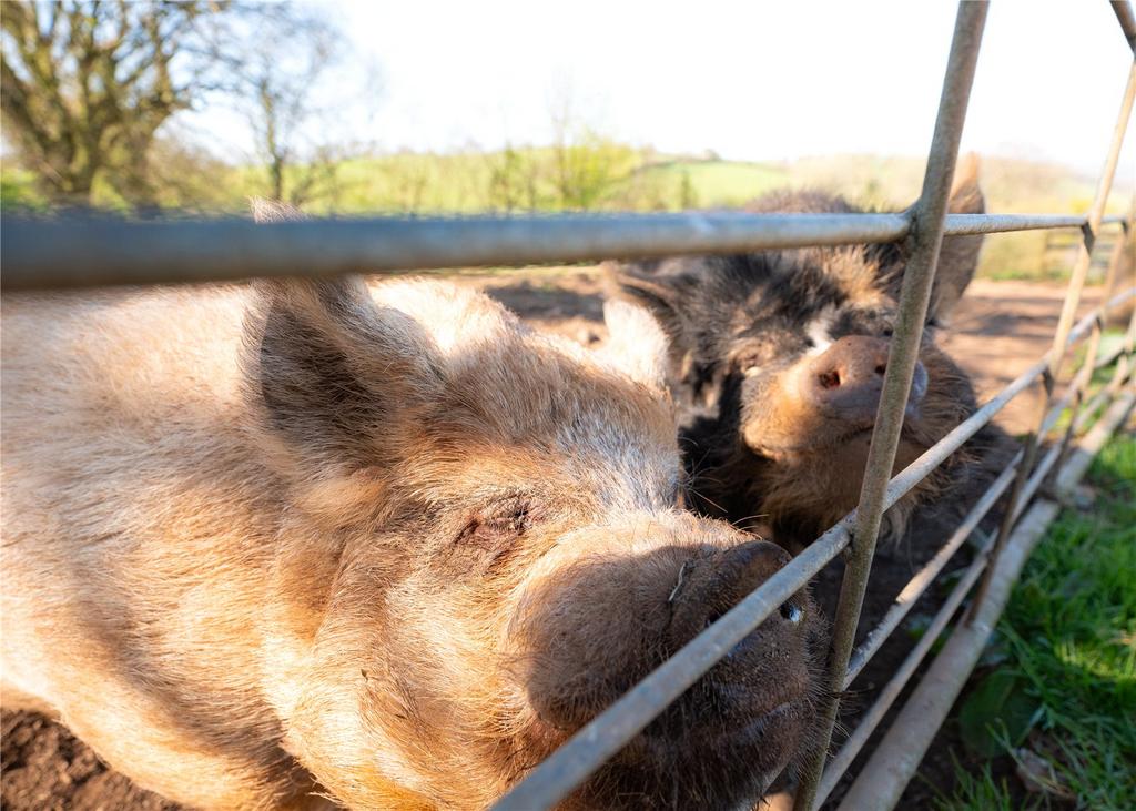 Piggies