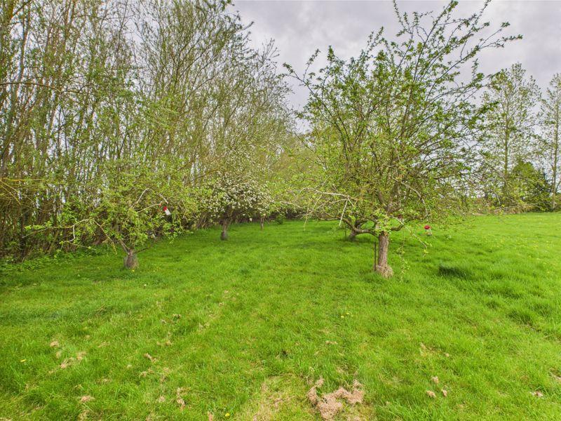 Orchard