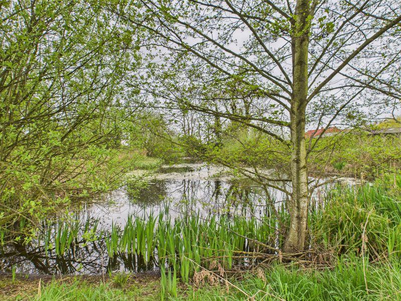 Wildlife Pond