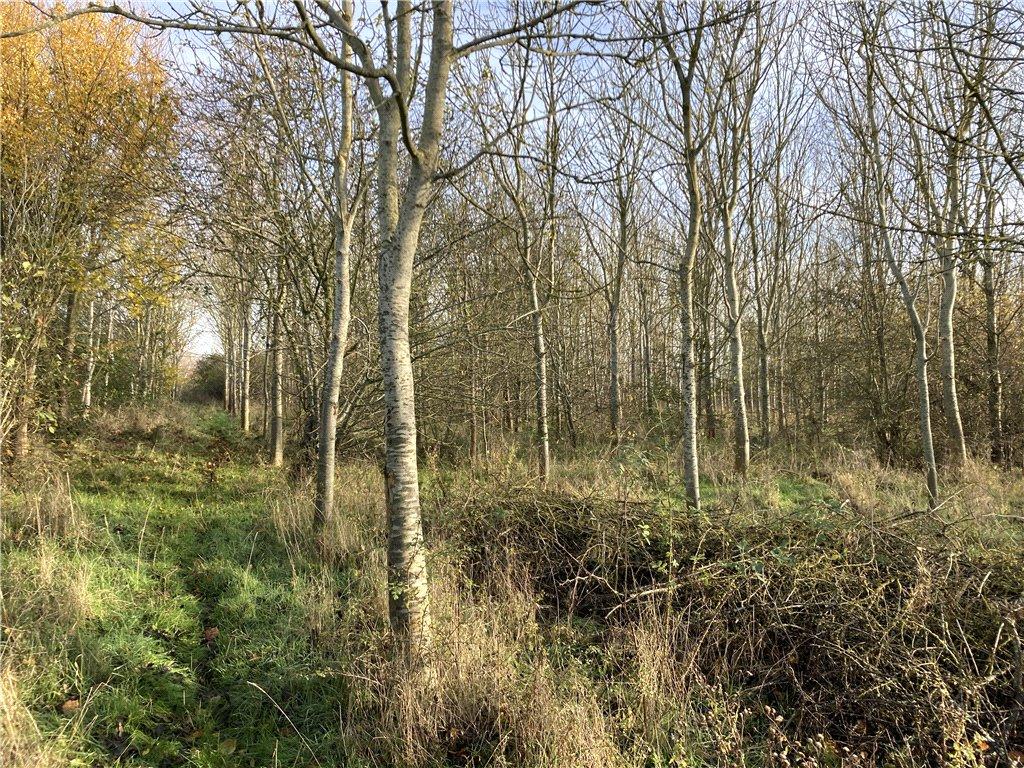 Woods