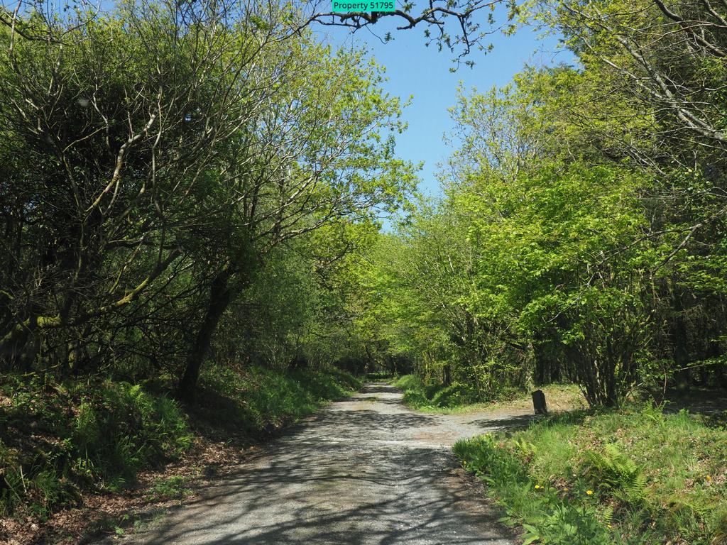 The lower site driveway bordered by oak trees