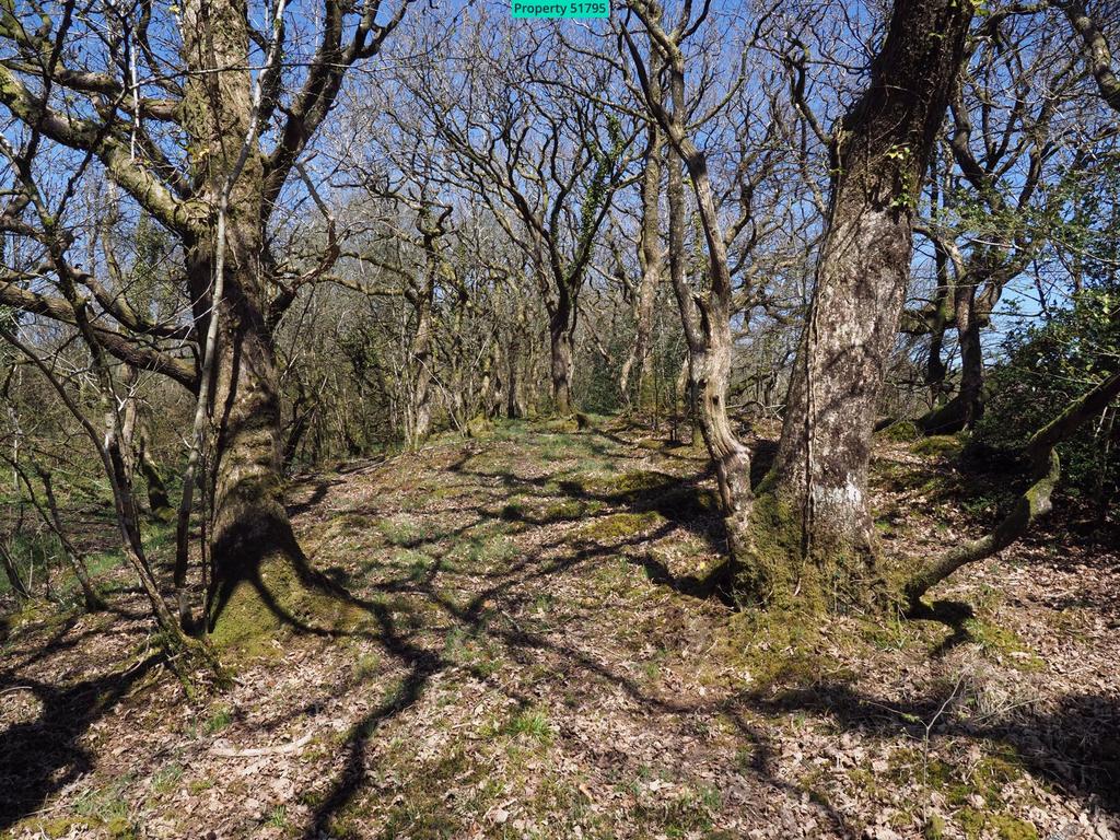 Winter woodland walk to the river bank
