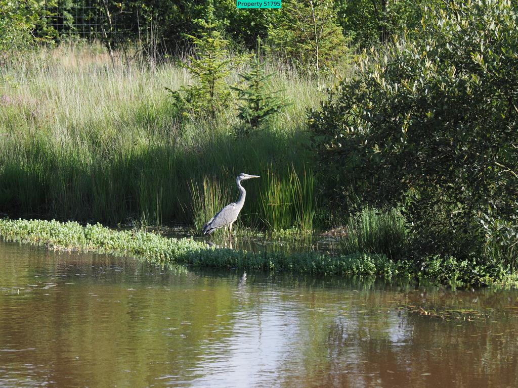 Thieving but majestic Heron
