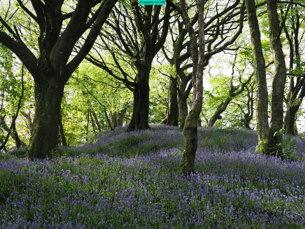 Nearby bluebell woodland