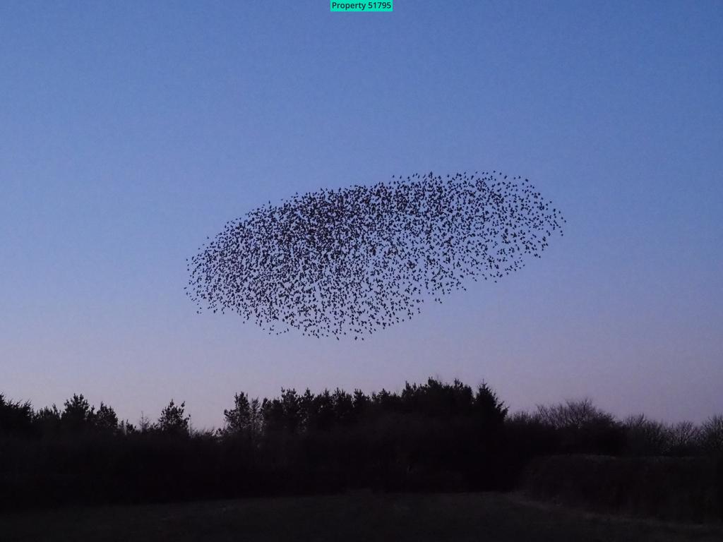 Nearby winter evening starling murmuration