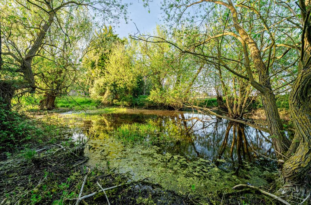 Pond