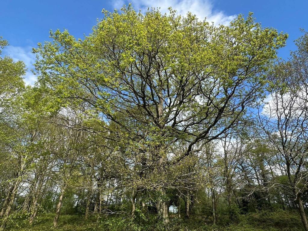 IMG 1995 Web