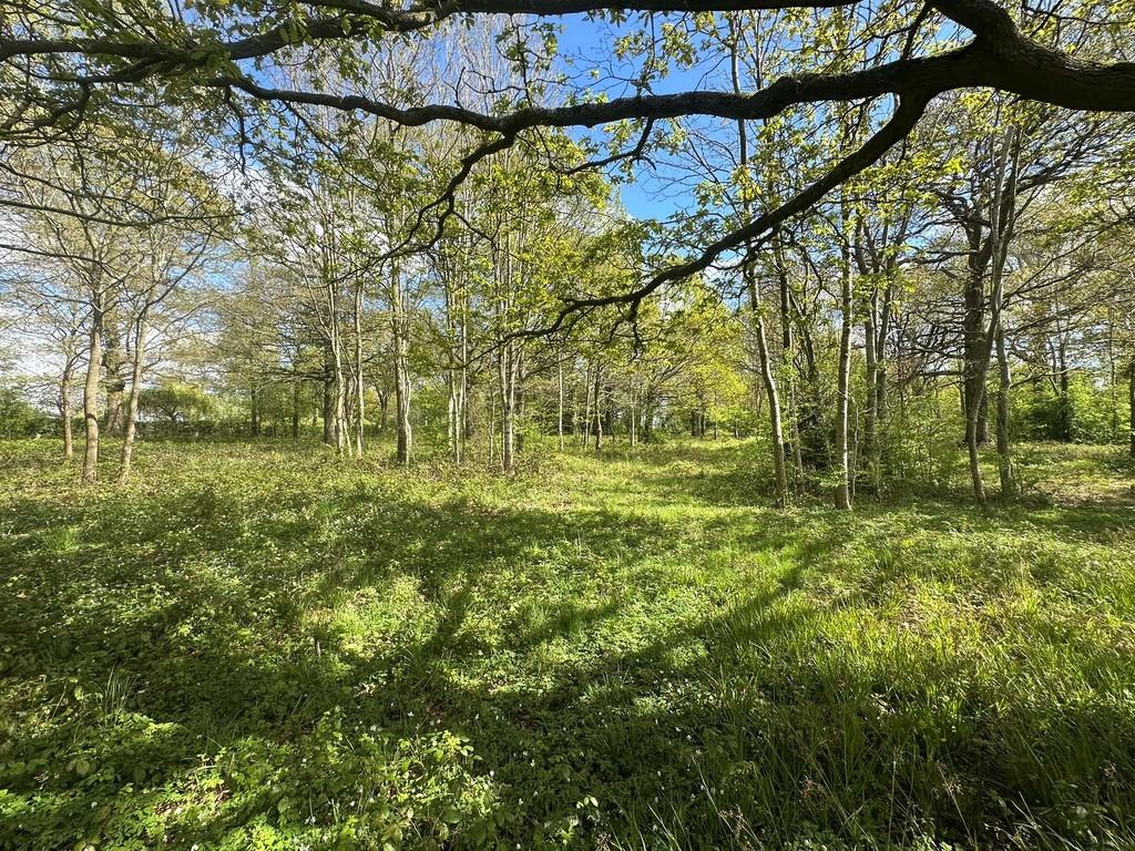 IMG 2039 Web