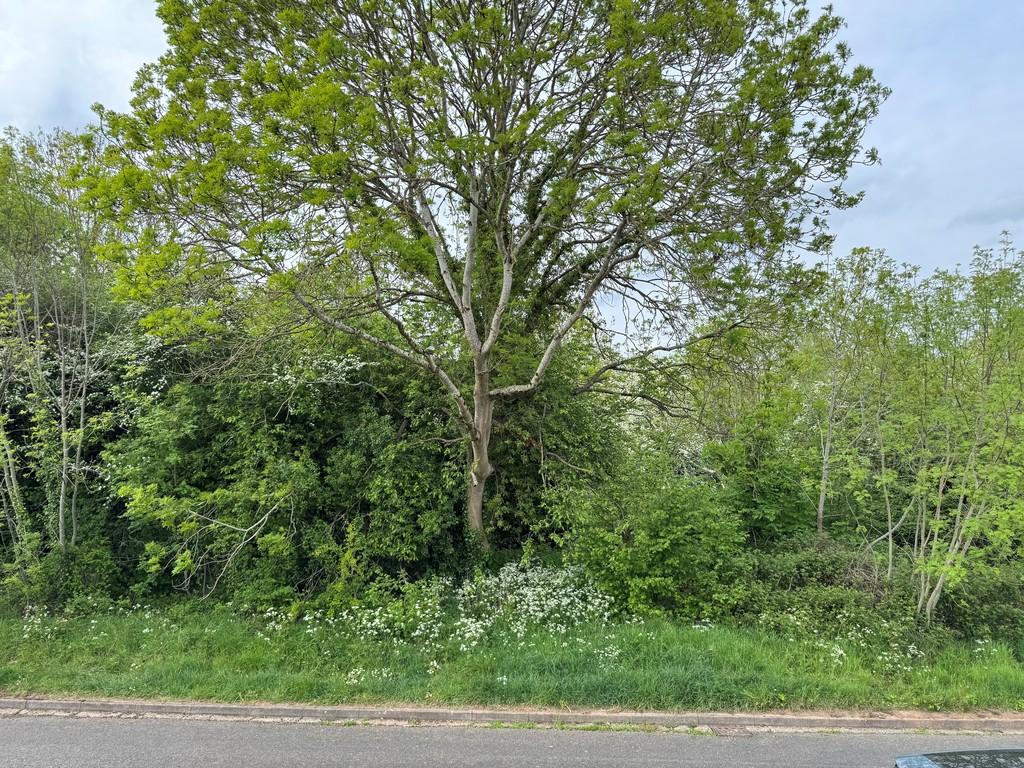 View of Spinney