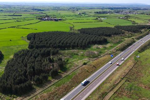 undefined, Laighmuir Woodland, Fenwick, Kilmarnock, East Ayrshire, KA3