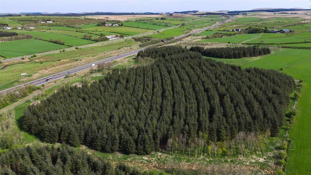 Laighmuir Woodland