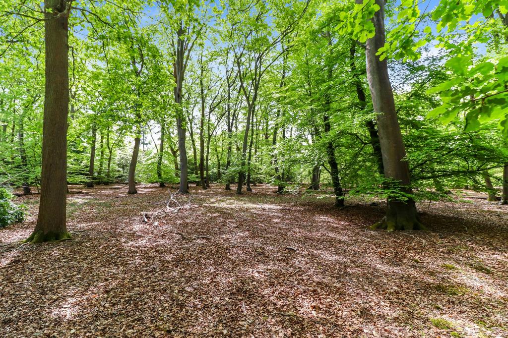 Woodland