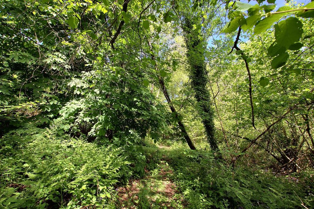 Woodland