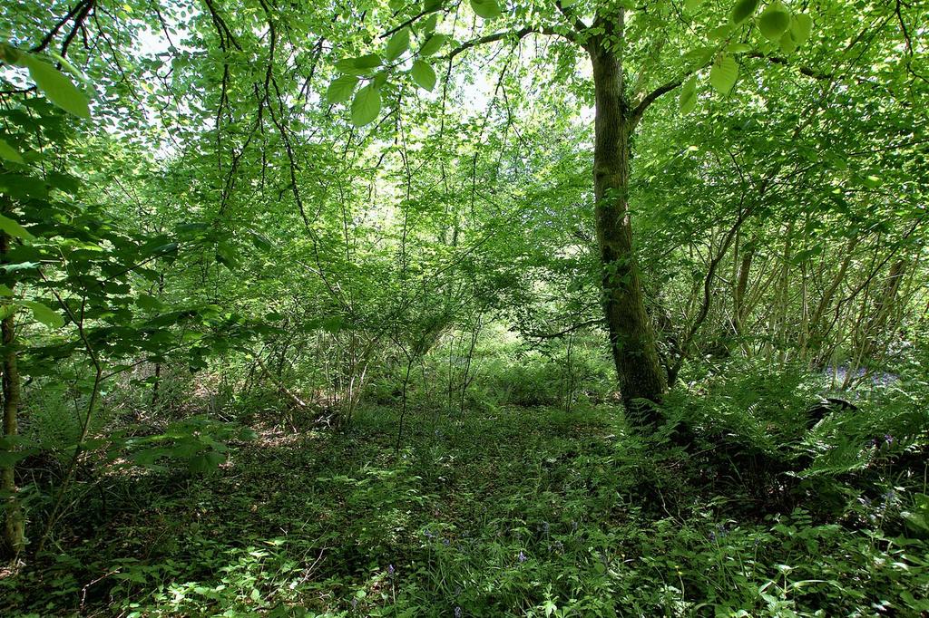 Woodland