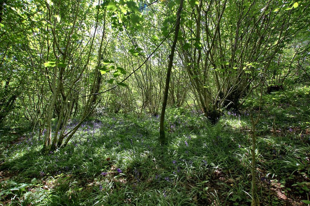 Woodland