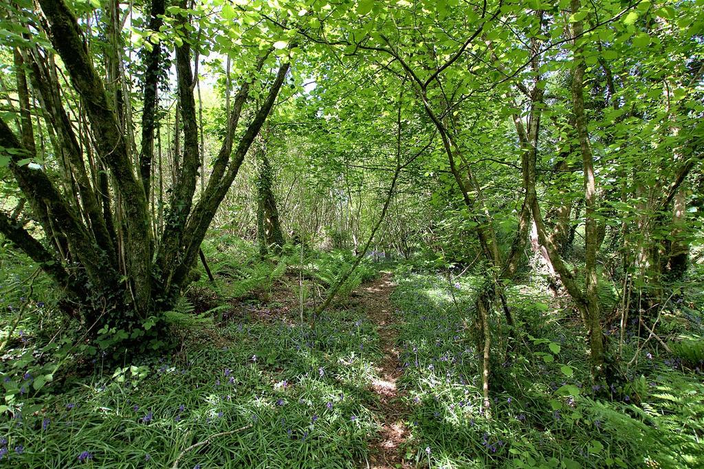 Woodland