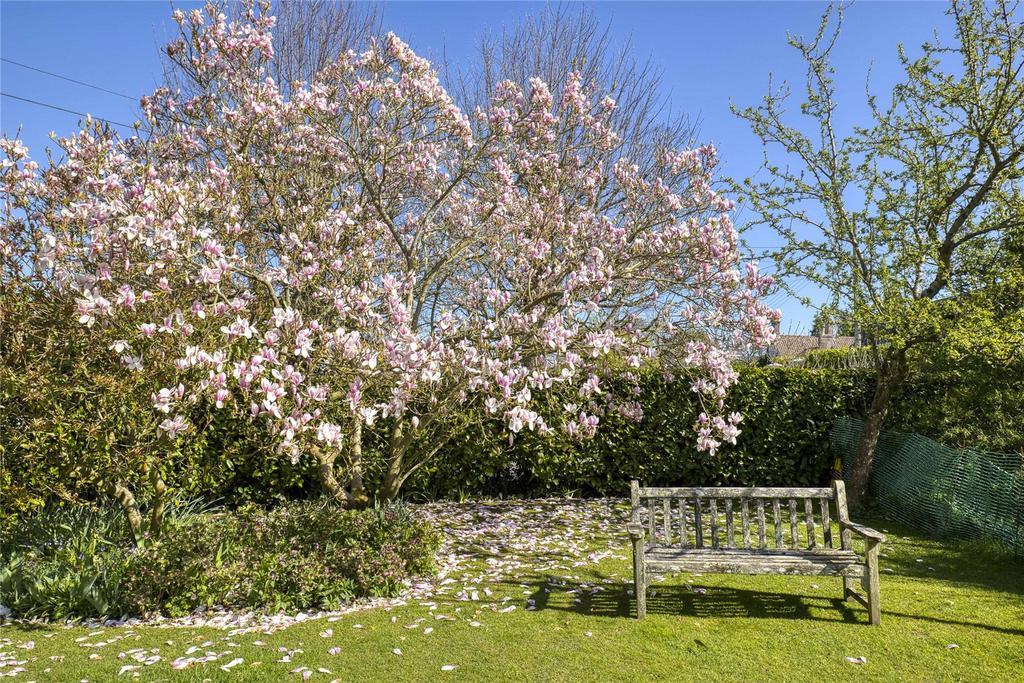 Magnolia