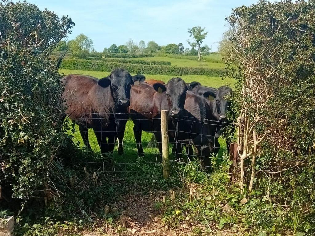 Cows.jpg