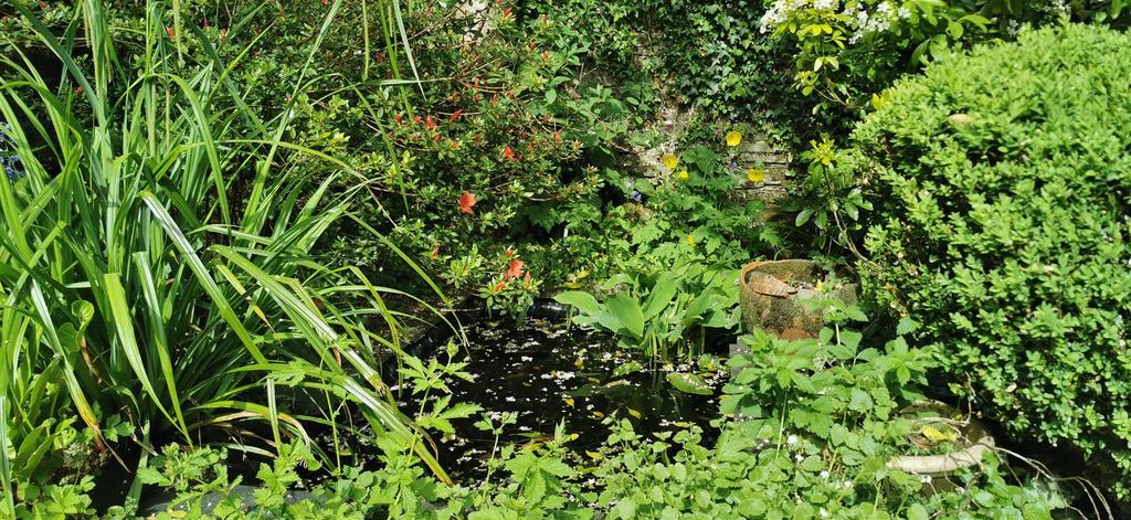 Pond