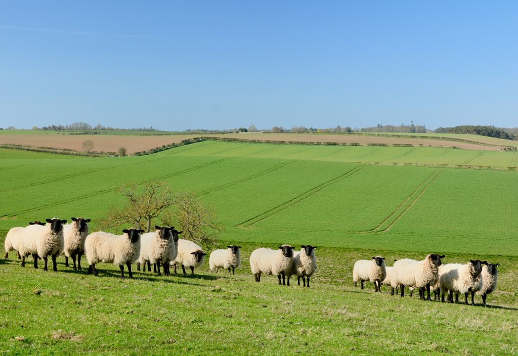 West Ord Farm
