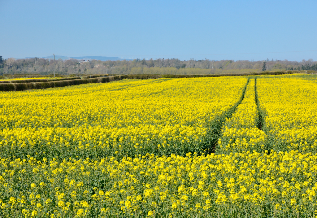West Ord Farm