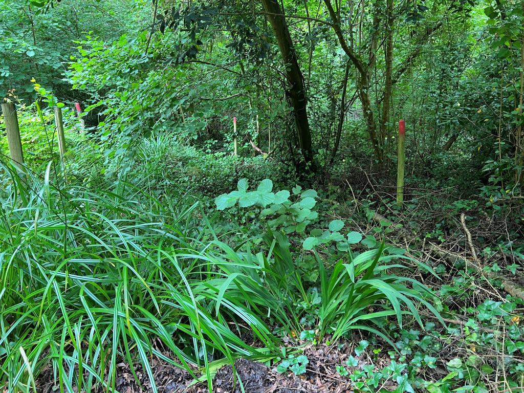 Library photograph of The Site
