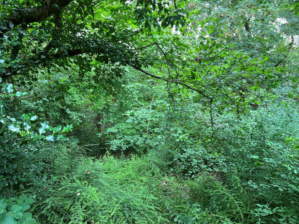 Library photograph Showing the land