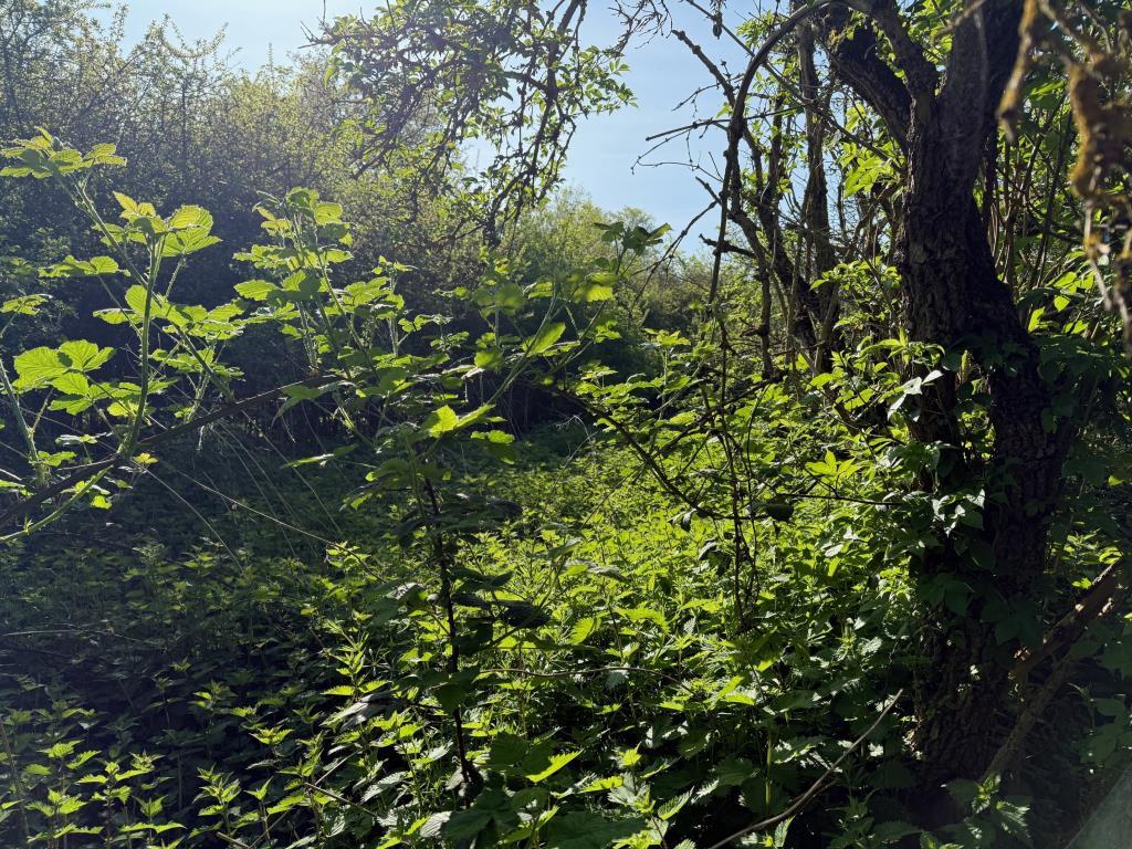 Example of the overgrown nature of the land