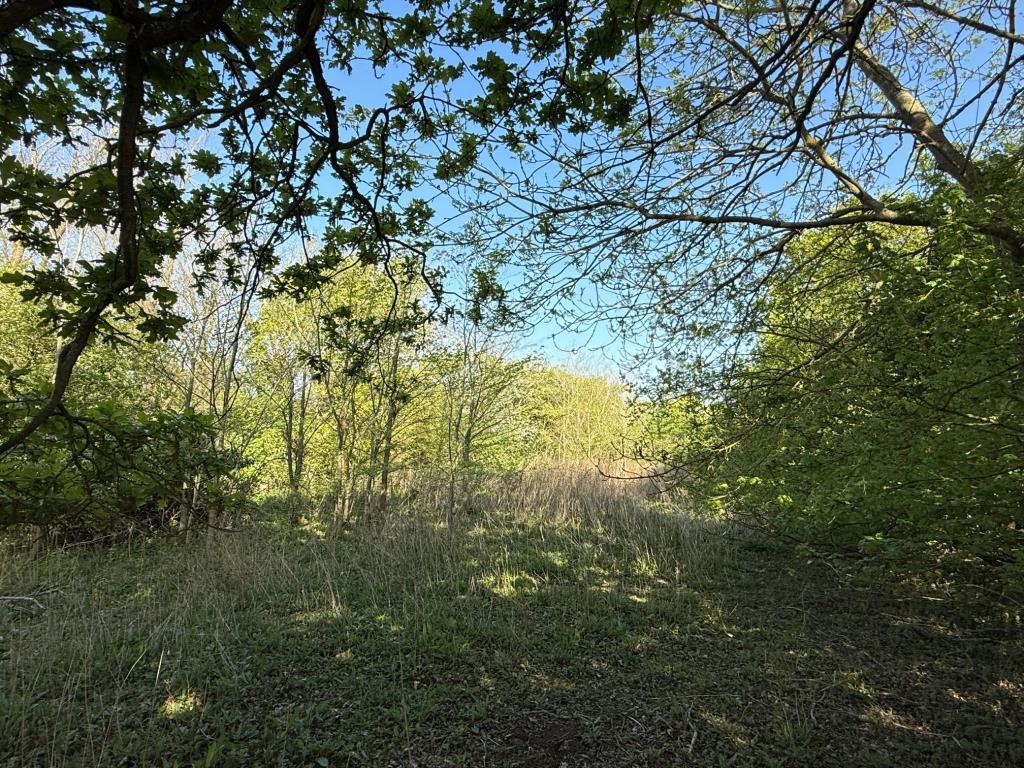 The overgrown land looking at a different area