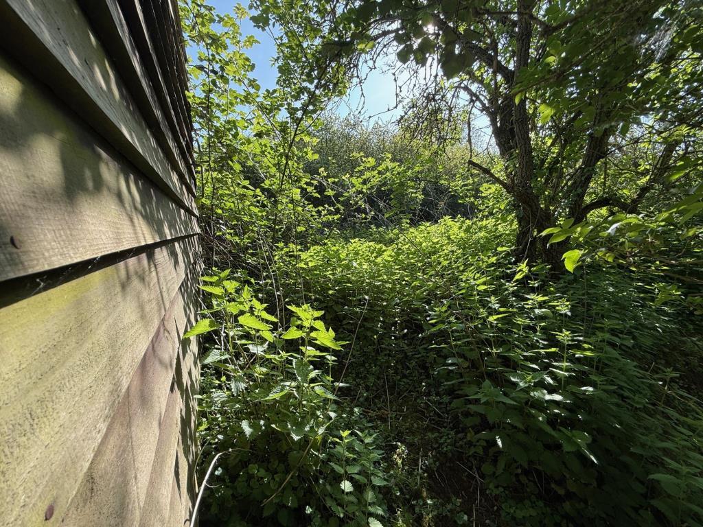 Disused timber stable building on the overgrown la