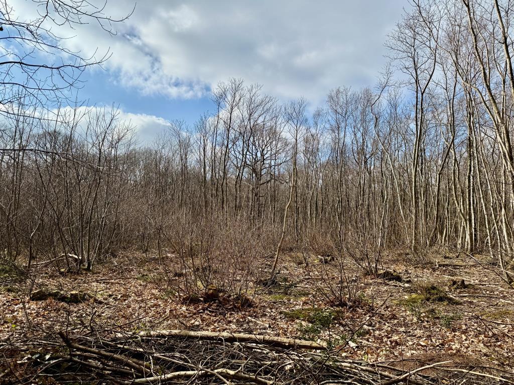 Area of coppiced wood