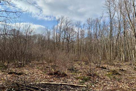 Land for sale, Moore Wood, Dunkirk, Faversham, Kent